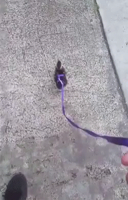 Cute Duck Funny Animals GIF - Cute Duck Funny Animals Taking My Duck For A Walk GIFs