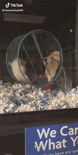 Hamster Playing GIF - Hamster Playing Spinning GIFs