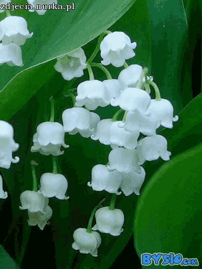 a bunch of lily of the valley flowers with a bys10.com logo