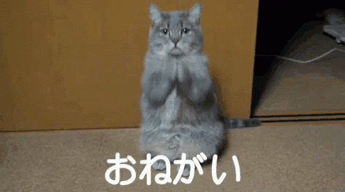 a cat is sitting on its hind legs with the word o on the floor