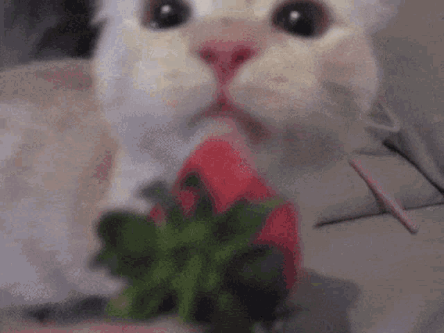 Cat Strawberry Cat GIF - Cat Strawberry Cat Strawberry GIFs