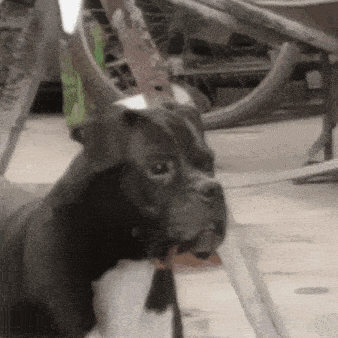 a black and white dog is looking at the camera
