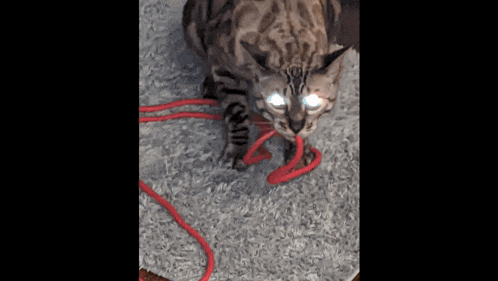 a cat with blue eyes is playing with a red string