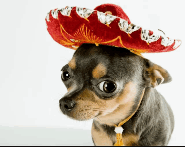 a small dog wearing a red sombrero looks at the camera