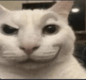 a close up of a white cat making a face .