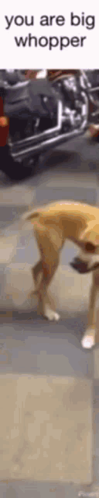 a dog is running in front of a car with the words `` you are big whopper '' written on the bottom .