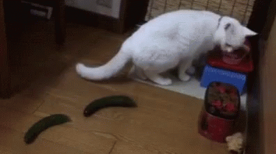 Cucumber Cat GIF - Cucumber Cat Scared GIFs