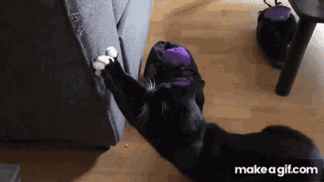 Cat Furniture Funny Cat GIF - Cat Furniture Funny Cat Norman Fait Des Vidéos GIFs