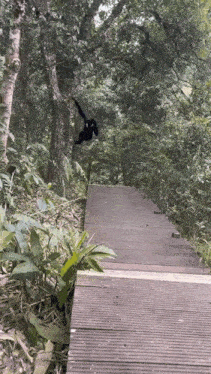 a black and white monkey is hanging from a tree