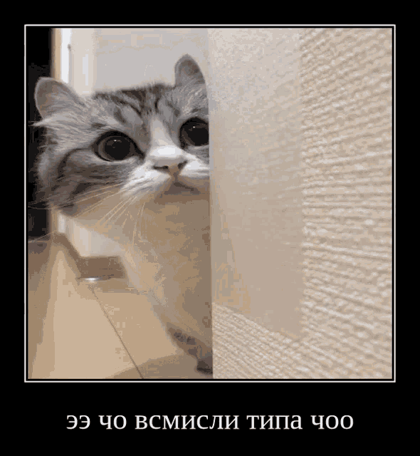 a picture of a cat peeking out from behind a wall with a foreign language caption