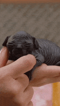 a person is holding a hairless puppy in their hand