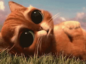Why Puss In Boots GIF - Why Puss In Boots Cat GIFs