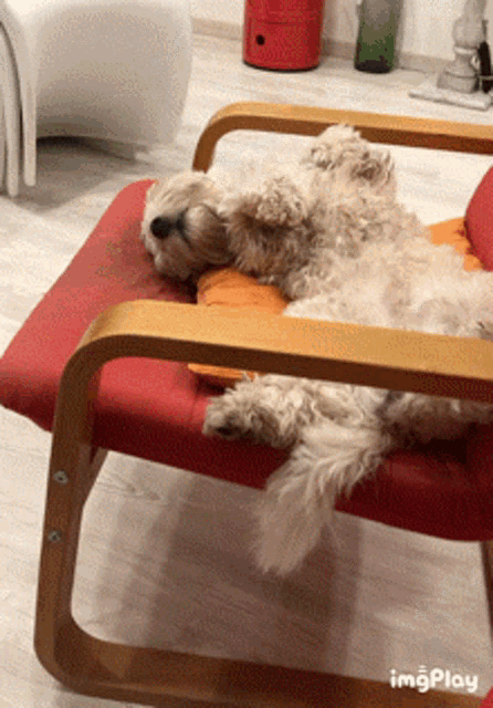Dog Sleeping Cane Che Dorme GIF - Dog Sleeping Dog Sleep Cane Che Dorme GIFs