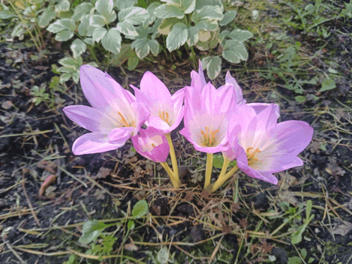three purple flowers with yellow centers are growing in the dirt