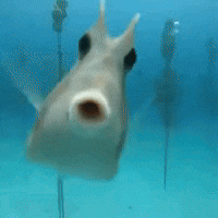 a close up of a fish 's mouth under water