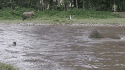 an elephant is walking across a muddy river next to a man swimming in the water .