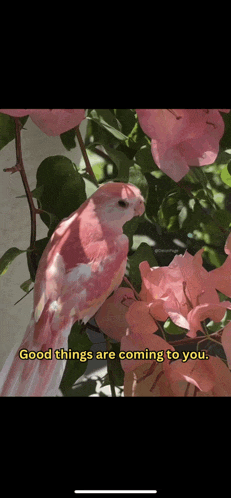 a pink and white bird sitting on a branch with the words good things are coming to you written below it