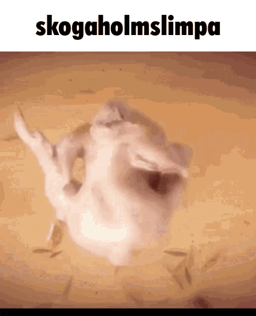 a picture of a cat that says skogholmslimpa
