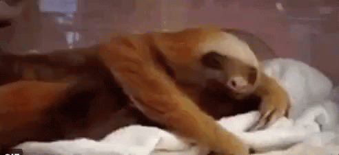 Bateu Aquela Preguicinha / Bicho Preguiça / Cama / Sono GIF - Sloth Yawn Laziness GIFs