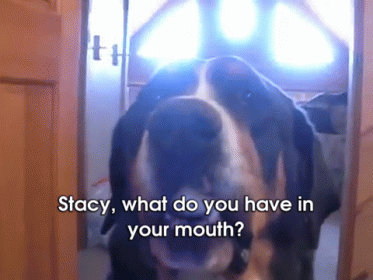 Where Eegs Come From GIF - Dog Stacy Egg GIFs