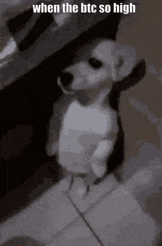 a small white dog is standing on a tiled floor with the caption when the btc so high