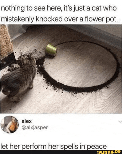 a cat is standing in front of a flower pot on the floor .