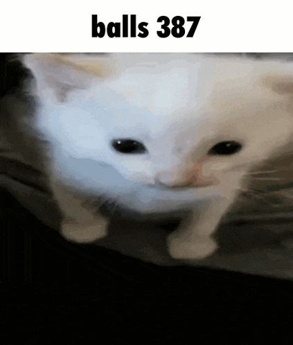 a picture of a white cat with the words balls 387 above it