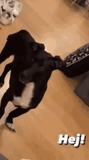 a black and white dog standing on a wooden floor with the word hej written on the bottom