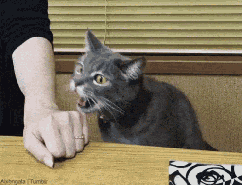 Cat Dont Bother Me GIF - Cat Dont Bother Me Mind Me GIFs