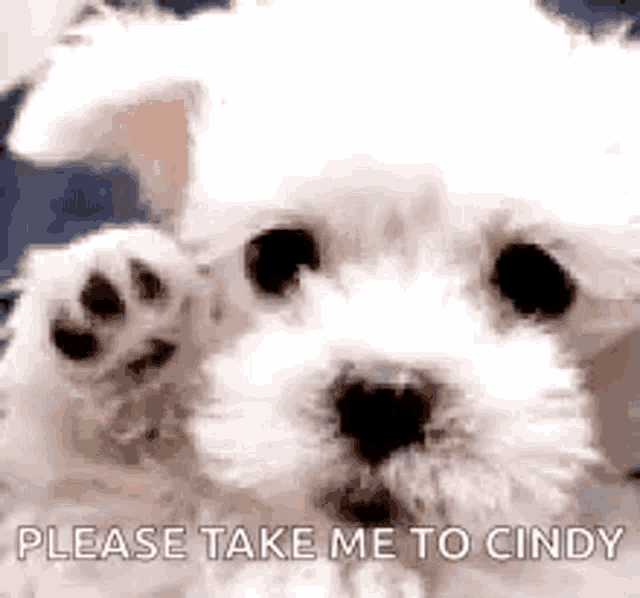 a small white dog is waving its paw at the camera .