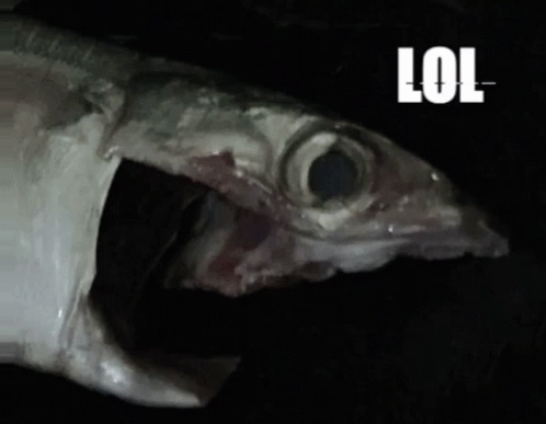 Fish Hahaha GIF - Fish Hahaha Lol GIFs
