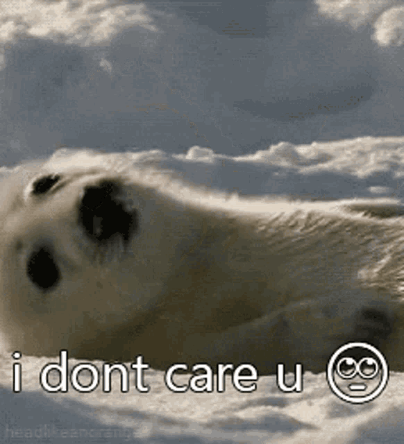 Baby Harp Seal Dont Care GIF