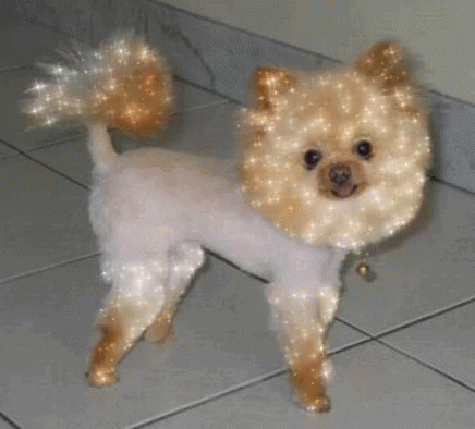 Pomeranian Haircut GIF - Pomeranian Haircut Sparkle GIFs