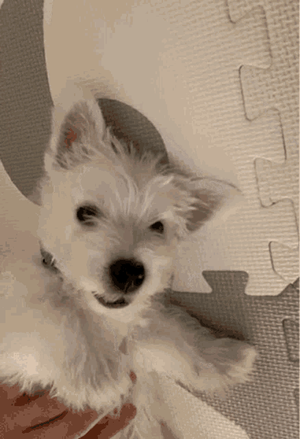 Westie Dog GIF - Westie Dog Puppy GIFs