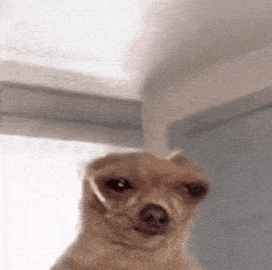 a close up of a dog making a funny face .