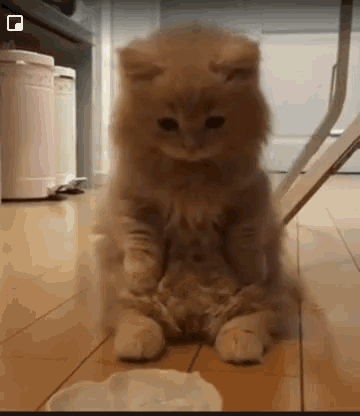 Adorable_cat A_star_is_born GIF - Adorable_cat A_star_is_born GIFs
