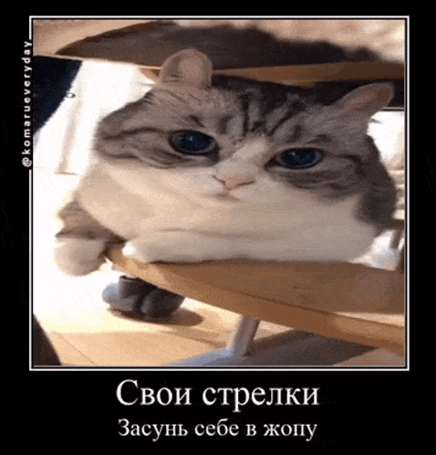 a picture of a cat with a caption that says " свои стрелки "