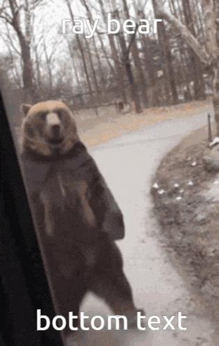 a picture of a bear standing on its hind legs with a caption that says ray bear bottom text
