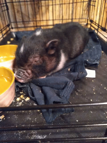 When Ur Pig Is Gone Cries GIF - When Ur Pig Is Gone Cries GIFs