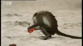 My Drink Now! GIF - Monkey Alcohol Stealing GIFs