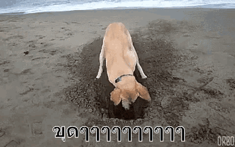a dog is sticking its head out of a hole in the sand on the beach .