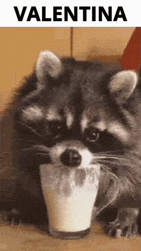 a raccoon is drinking milk from a glass with the name valentina on the bottom .