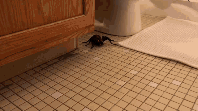 Scary Spider GIF - Scary Spider Walking GIFs