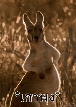 จิงโจ้ เกาพุง ลูบพุง GIF - Kangaroo Pat Belly Patting Belly GIFs