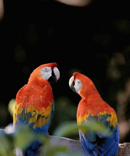 Love Parrots GIF
