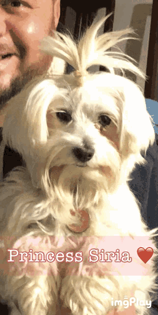 a man is holding a small white dog with the name princess siria on it