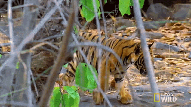 Walking Baby Tiger Meet The Tiger Family GIF - Walking Baby Tiger Meet The Tiger Family Nat Geo Wild GIFs