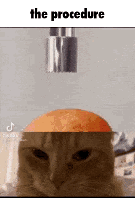 The Procedure Cat GIF - The Procedure Cat Donut GIFs