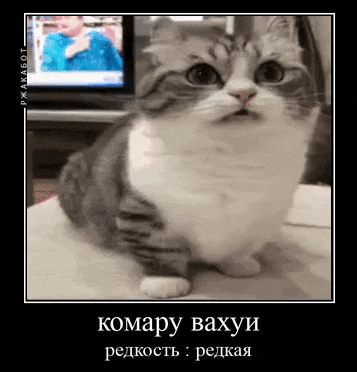 a gray and white cat is sitting on a table with its mouth open and looking at the camera .