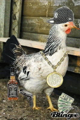 Gangster Chicken GIF - Gangster Chicken Money GIFs